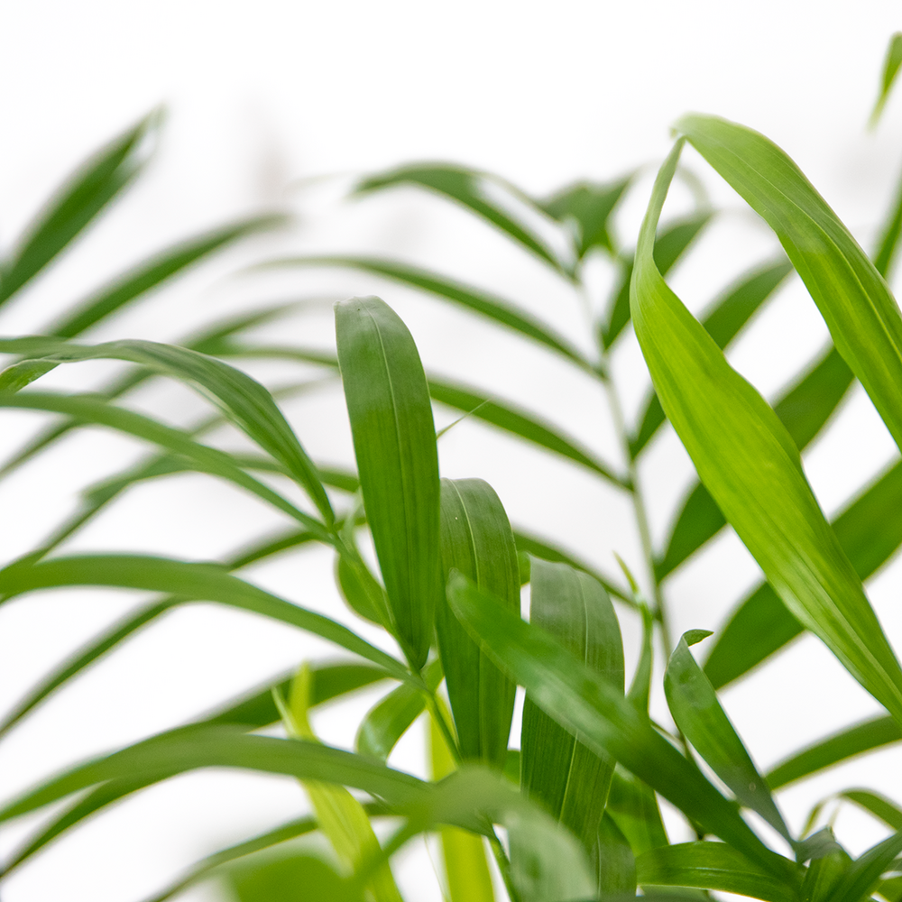  Chamaedorea Elegans - Palmier Nain Mexicain - Purificateur D'air – ⌀17 Cm - ↕50-60 Cm