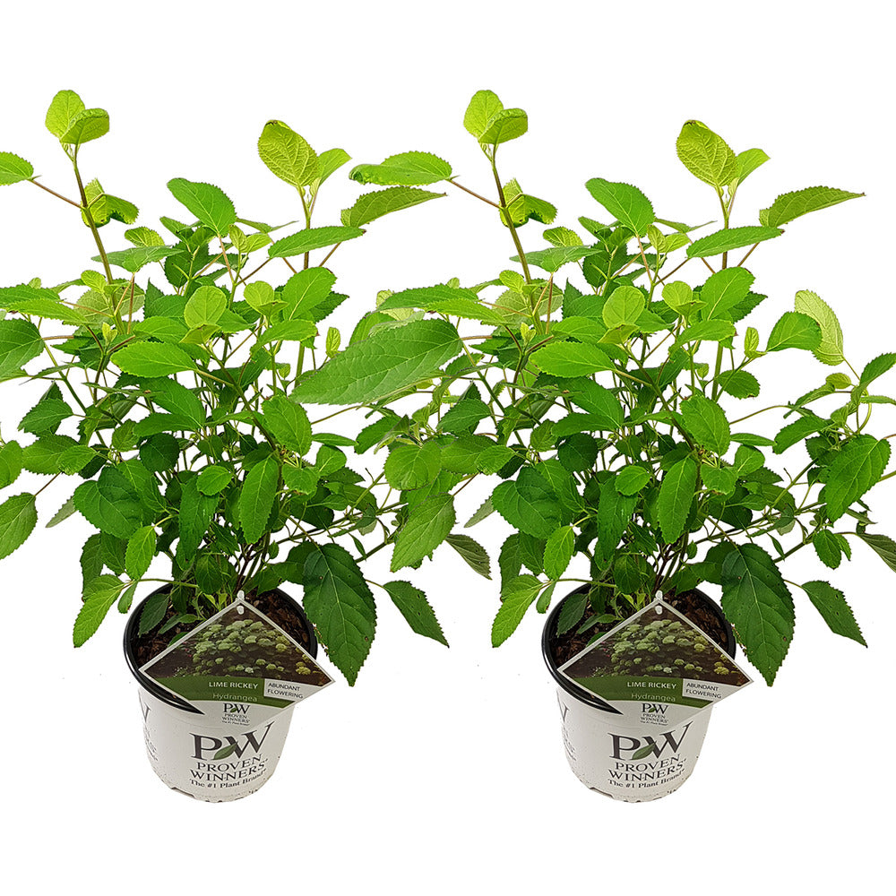  2x Hortensia 'little Lime' - Panicule D'hortensia - Vert - Arbuste - Rustique - ⌀19 Cm - ↕35-45 Cm