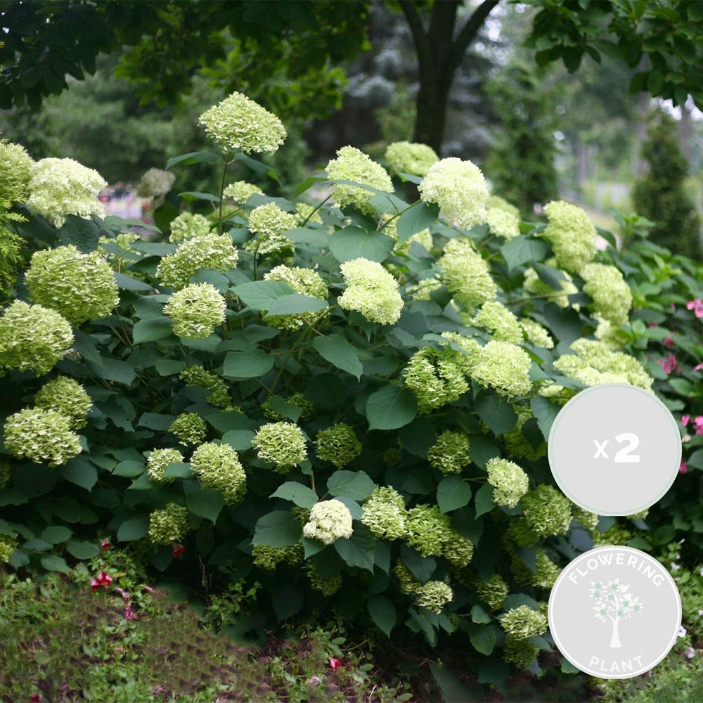  2x Hortensia 'little Lime' - Panicule D'hortensia - Vert - Arbuste - Rustique - ⌀19 Cm - ↕35-45 Cm