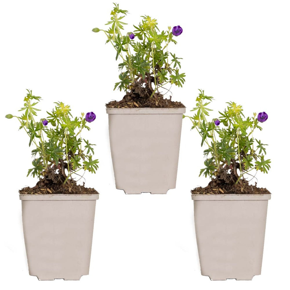  3x Geranium Sanguineum - Géranium Sanguin - Plante D'extérieur - Peu D'entretien – ⌀9 Cm - ↕10-15 Cm