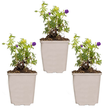  3x Geranium Sanguineum - Géranium Sanguin - Plante D'extérieur - Peu D'entretien – ⌀9 Cm - ↕10-15 Cm