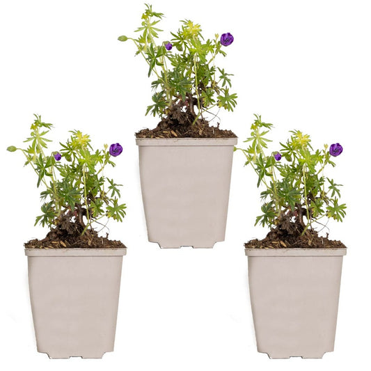  3x Geranium Sanguineum - Géranium Sanguin - Plante D'extérieur - Peu D'entretien – ⌀9 Cm - ↕10-15 Cm