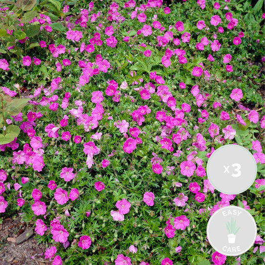  3x Geranium Sanguineum - Géranium Sanguin - Plante D'extérieur - Peu D'entretien – ⌀9 Cm - ↕10-15 Cm