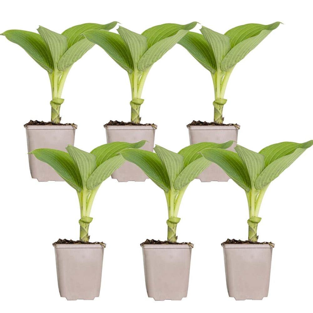  6x Hosta Sieboldiana 'elegans' - Lys Coeur - Vivace - Rustique – ⌀9 Cm - ↕10-15 Cm