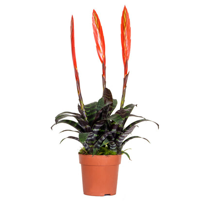  Vriesea Era – Torch Bromelia – Plante D'intérieur – Peu D'entretien – ⌀12 Cm – ↕40-50 Cm
