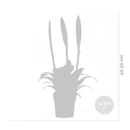  Vriesea Era – Torch Bromelia – Plante D'intérieur – Peu D'entretien – ⌀12 Cm – ↕40-50 Cm