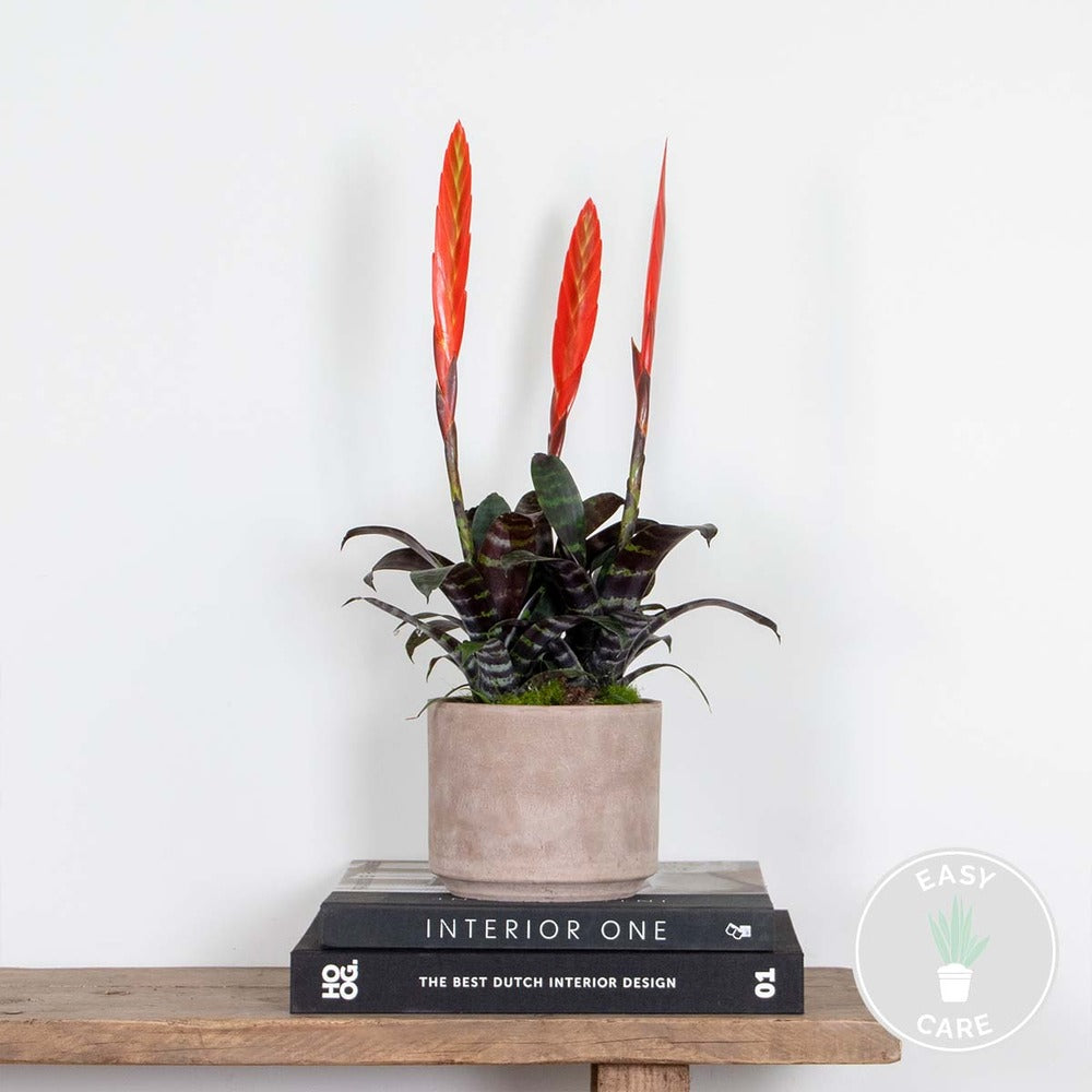  Vriesea Era – Torch Bromelia – Plante D'intérieur – Peu D'entretien – ⌀12 Cm – ↕40-50 Cm
