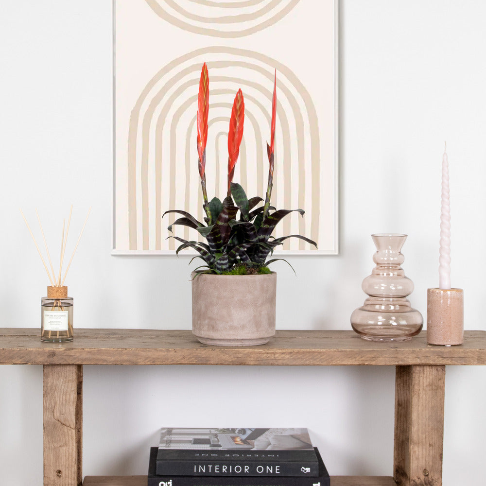  Vriesea Era – Torch Bromelia – Plante D'intérieur – Peu D'entretien – ⌀12 Cm – ↕40-50 Cm