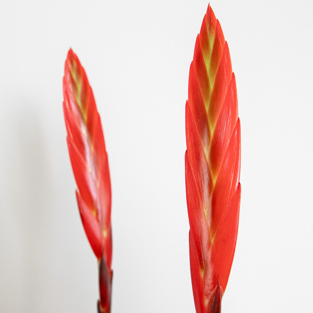 Vriesea Era – Torch Bromelia – Plante D'intérieur – Peu D'entretien – ⌀12 Cm – ↕40-50 Cm