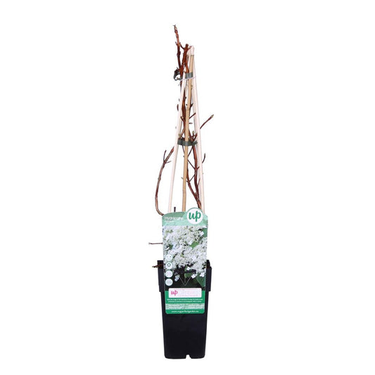 Hortensia 'petiolaris' - Hortensia Grimpant - Plante Grimpante - Autocollant - ⌀15 Cm - ↕60-70 Cm