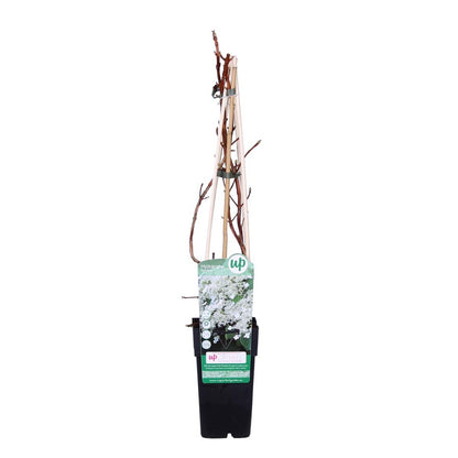  Hortensia 'petiolaris' - Hortensia Grimpant - Plante Grimpante - Autocollant - ⌀15 Cm - ↕60-70 Cm