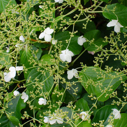  Hortensia 'petiolaris' - Hortensia Grimpant - Plante Grimpante - Autocollant - ⌀15 Cm - ↕60-70 Cm