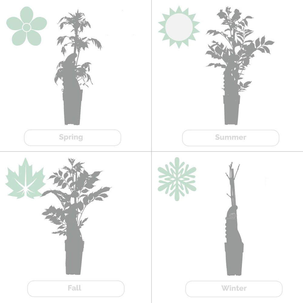  Hortensia 'petiolaris' - Hortensia Grimpant - Plante Grimpante - Autocollant - ⌀15 Cm - ↕60-70 Cm