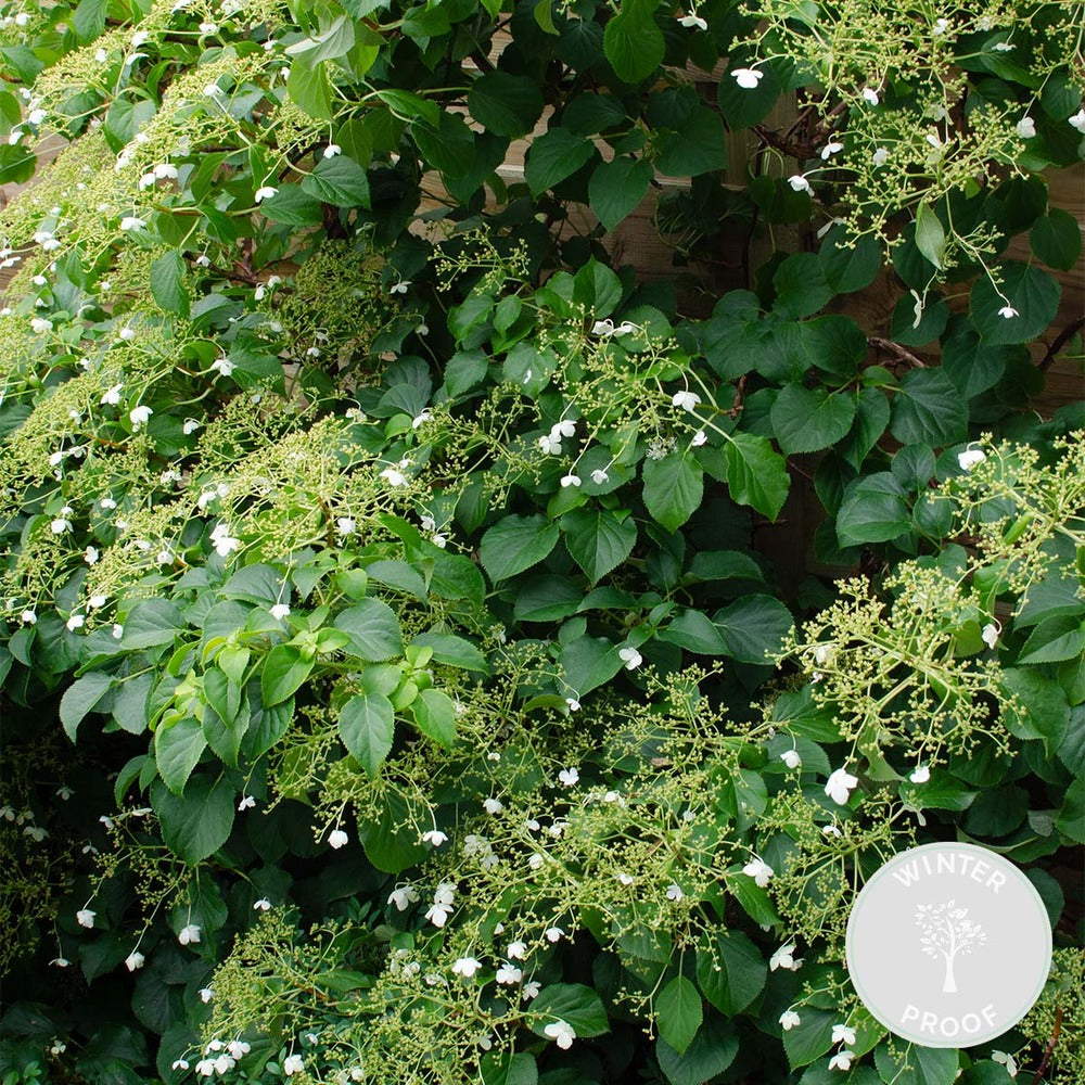  Hortensia 'petiolaris' - Hortensia Grimpant - Plante Grimpante - Autocollant - ⌀15 Cm - ↕60-70 Cm