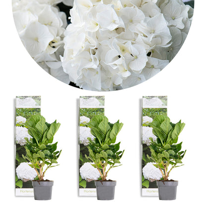  3x Hydrangea Macrophylla 'wudu' – Hortensia – Arbuste - Rustique – ⌀10.5 Cm - ↕20-25 Cm