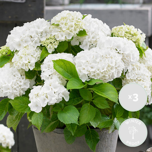  3x Hydrangea Macrophylla 'wudu' – Hortensia – Arbuste - Rustique – ⌀10.5 Cm - ↕20-25 Cm