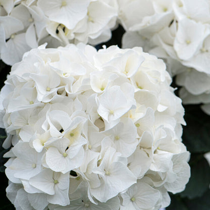  3x Hydrangea Macrophylla 'wudu' – Hortensia – Arbuste - Rustique – ⌀10.5 Cm - ↕20-25 Cm