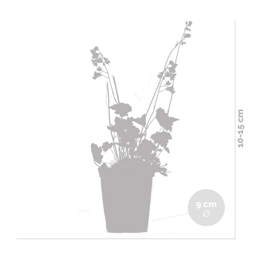  Heuchera Sanguinea 'splendens' - Campanule Pourpre - Vivace - Rustique – ⌀9 Cm - ↕10-15 Cm