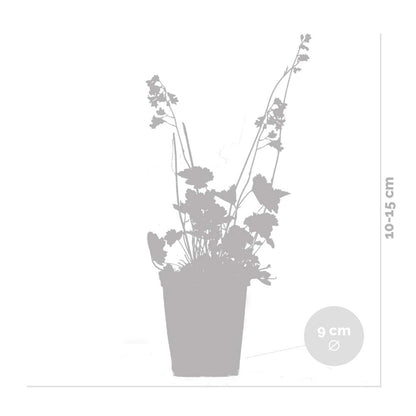  Heuchera Sanguinea 'splendens' - Campanule Pourpre - Vivace - Rustique – ⌀9 Cm - ↕10-15 Cm
