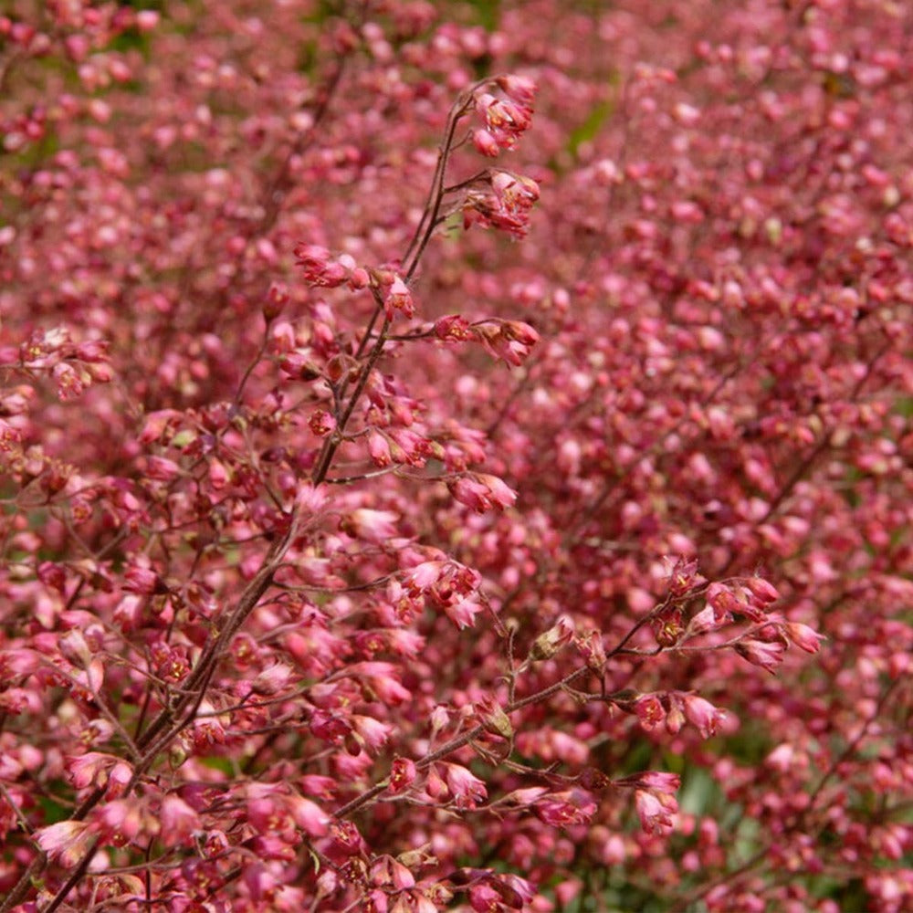  Heuchera Sanguinea 'splendens' - Campanule Pourpre - Vivace - Rustique – ⌀9 Cm - ↕10-15 Cm