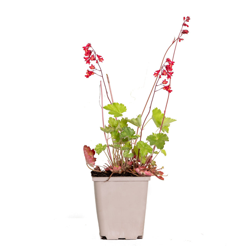  Heuchera Sanguinea 'splendens' - Campanule Pourpre - Vivace - Rustique – ⌀9 Cm - ↕10-15 Cm