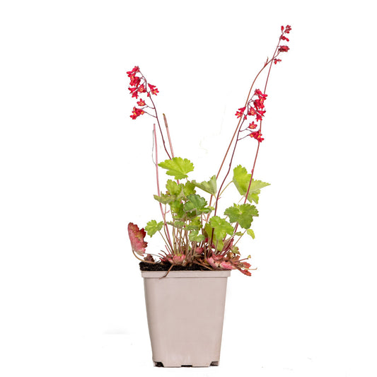 Heuchera Sanguinea 'splendens' - Campanule Pourpre - Vivace - Rustique – ⌀9 Cm - ↕10-15 Cm