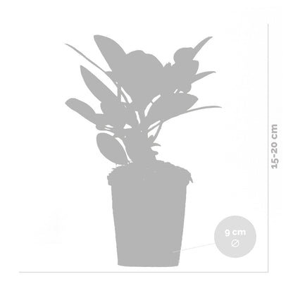  3x Rhododendron Mix – Rhododendron – Arbuste – Persistant – ⌀09 Cm - ↕15-20 Cm
