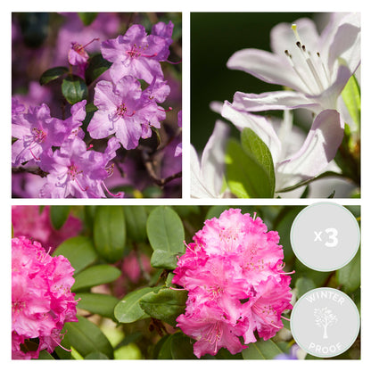  3x Rhododendron Mix – Rhododendron – Arbuste – Persistant – ⌀09 Cm - ↕15-20 Cm