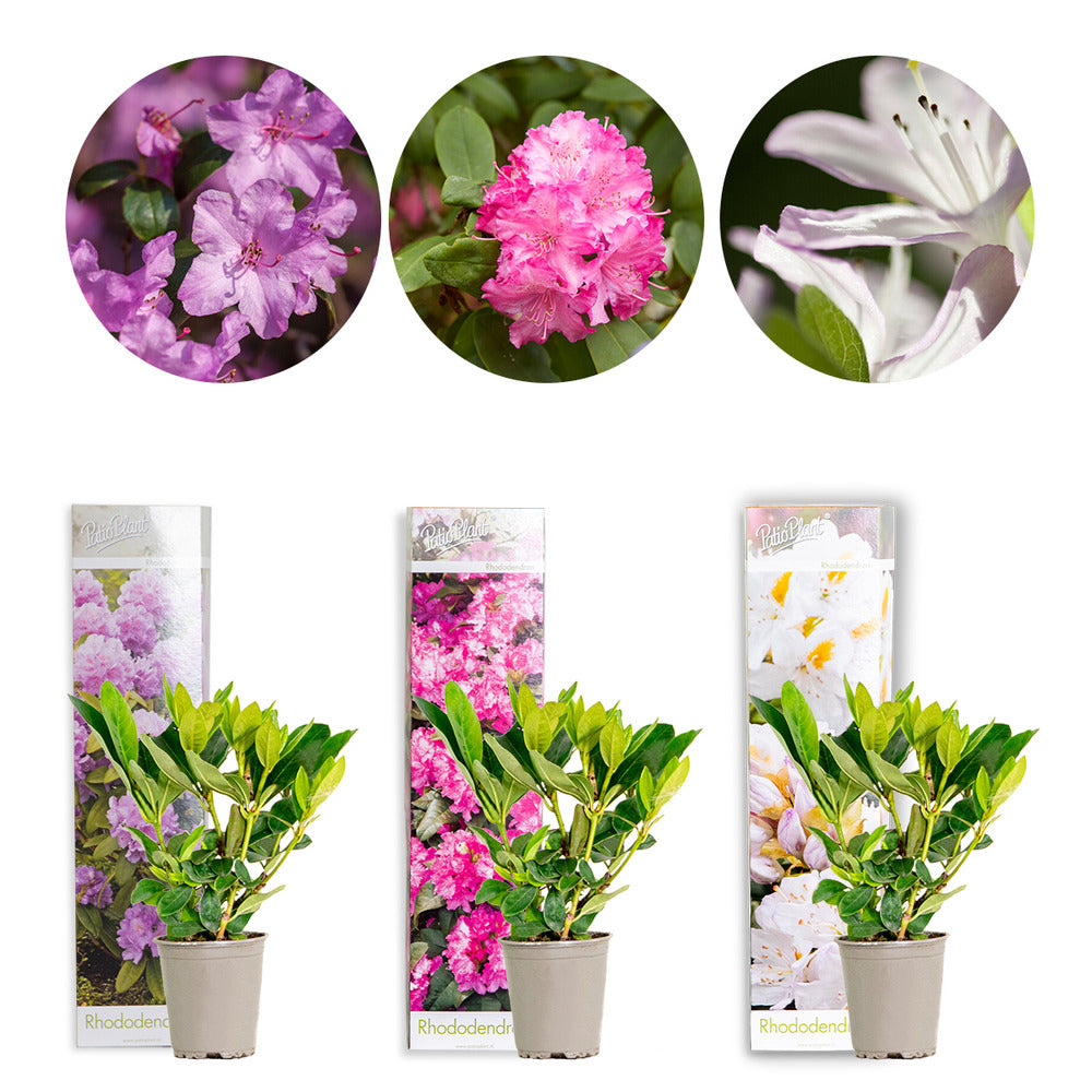  3x Rhododendron Mix – Rhododendron – Arbuste – Persistant – ⌀09 Cm - ↕15-20 Cm