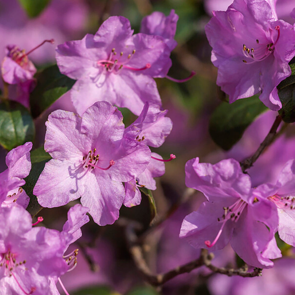  3x Rhododendron Mix – Rhododendron – Arbuste – Persistant – ⌀09 Cm - ↕15-20 Cm