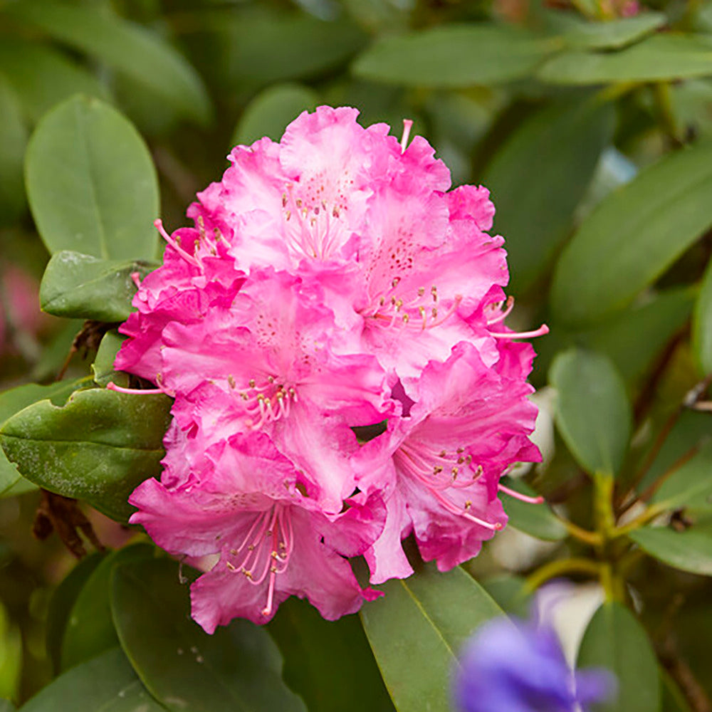  3x Rhododendron Mix – Rhododendron – Arbuste – Persistant – ⌀09 Cm - ↕15-20 Cm
