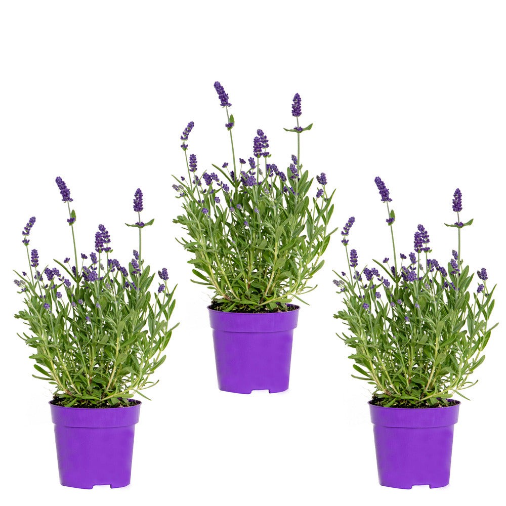  3x Lavandula Angustifolia 'ardèche Blue' - Lavande - Arbuste - Rustique – ⌀10.5 Cm - ↕10-15 Cm
