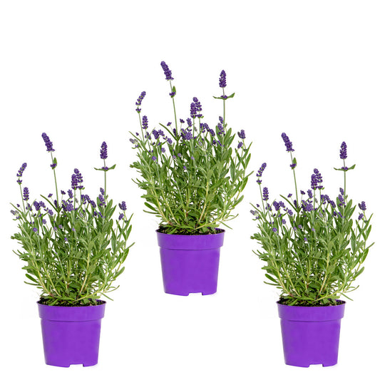  3x Lavandula Angustifolia 'ardèche Blue' - Lavande - Arbuste - Rustique – ⌀10.5 Cm - ↕10-15 Cm