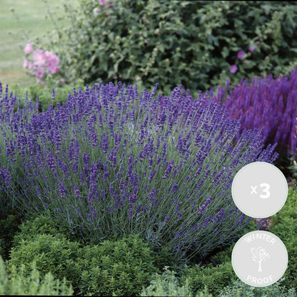  3x Lavandula Angustifolia 'ardèche Blue' - Lavande - Arbuste - Rustique – ⌀10.5 Cm - ↕10-15 Cm