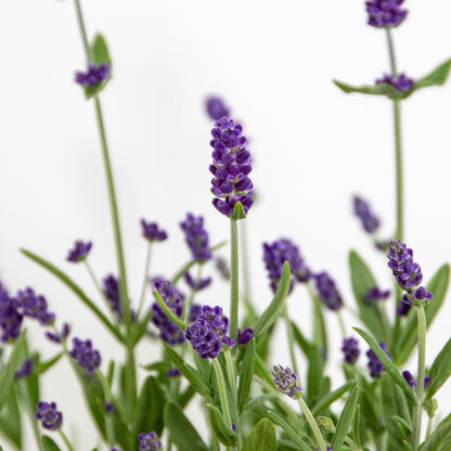  3x Lavandula Angustifolia 'ardèche Blue' - Lavande - Arbuste - Rustique – ⌀10.5 Cm - ↕10-15 Cm