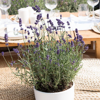  3x Lavandula Angustifolia 'ardèche Blue' - Lavande - Arbuste - Rustique – ⌀10.5 Cm - ↕10-15 Cm