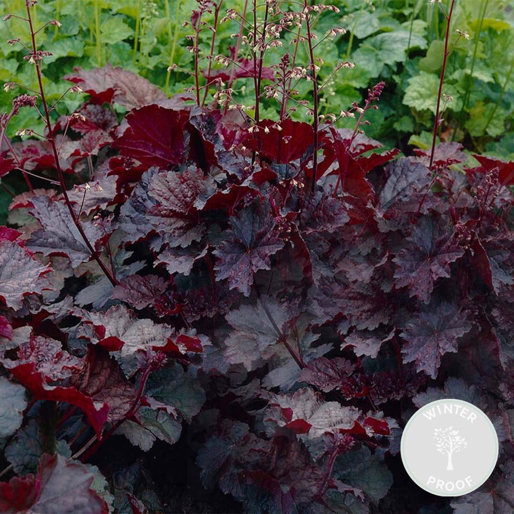  Heuchera Micrantha 'palace Purple' - Campanule - Vivace - Rustique – ⌀9 Cm - ↕10-15 Cm