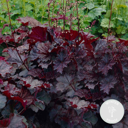  Heuchera Micrantha 'palace Purple' - Campanule - Vivace - Rustique – ⌀9 Cm - ↕10-15 Cm