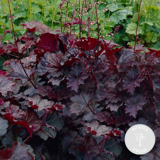  Heuchera Micrantha 'palace Purple' - Campanule - Vivace - Rustique – ⌀9 Cm - ↕10-15 Cm
