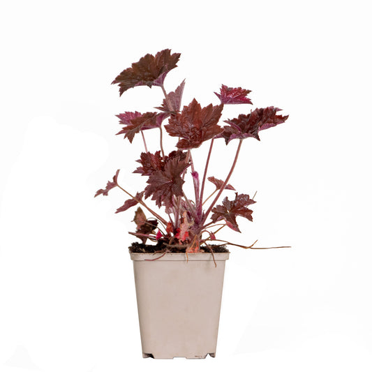  Heuchera Micrantha 'palace Purple' - Campanule - Vivace - Rustique – ⌀9 Cm - ↕10-15 Cm
