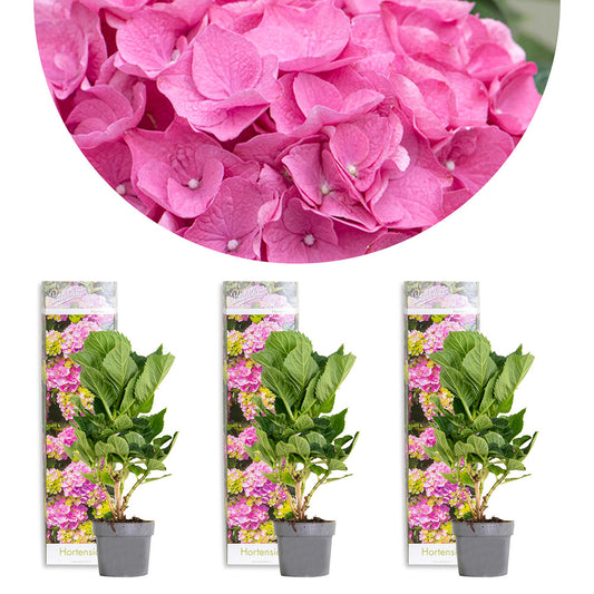  3x Hydrangea Macrophylla 'early Pink' - Hortensia - Arbuste - Rustique – ⌀10.5 Cm - ↕20-25 Cm