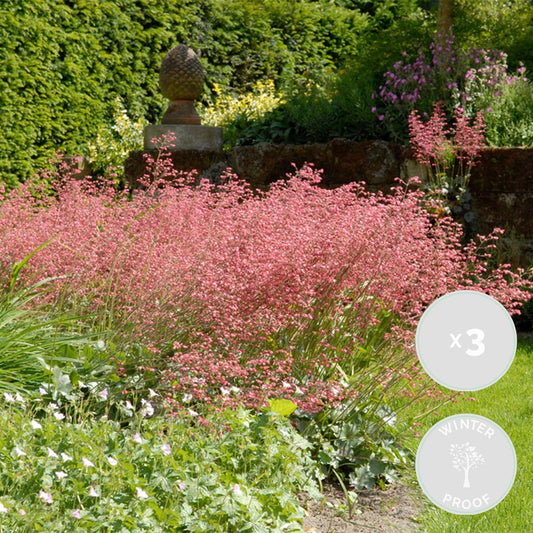  3x Heuchera Sanguinea 'splendens' - Campanule Pourpre - Vivace - Rustique – ⌀9 Cm - ↕10-15 Cm