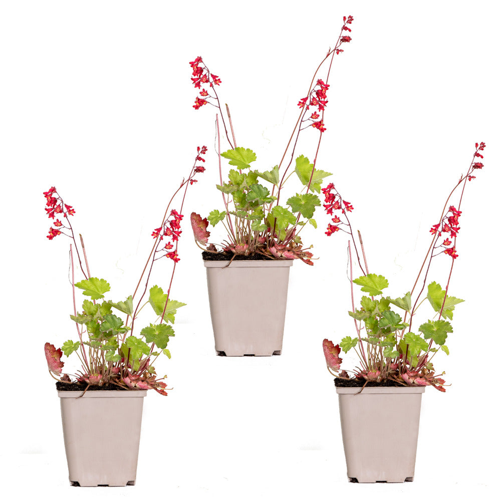  3x Heuchera Sanguinea 'splendens' - Campanule Pourpre - Vivace - Rustique – ⌀9 Cm - ↕10-15 Cm