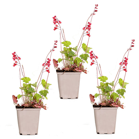 3x Heuchera Sanguinea 'splendens' - Campanule Pourpre - Vivace - Rustique – ⌀9 Cm - ↕10-15 Cm