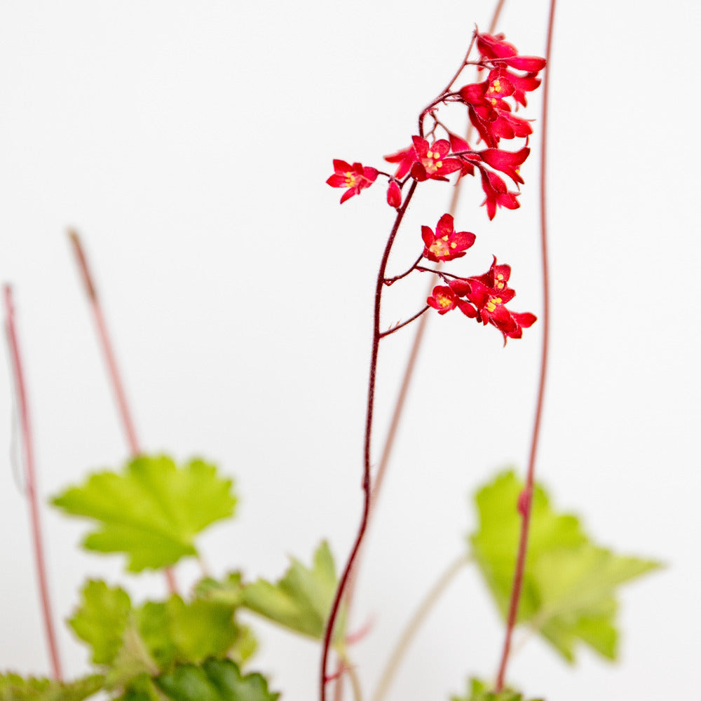  3x Heuchera Sanguinea 'splendens' - Campanule Pourpre - Vivace - Rustique – ⌀9 Cm - ↕10-15 Cm