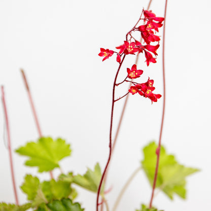 3x Heuchera Sanguinea 'splendens' - Campanule Pourpre - Vivace - Rustique – ⌀9 Cm - ↕10-15 Cm