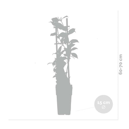  2x Lonicera Henryi – Chèvrefeuille – Plante Grimpante – Persistant – ⌀15 Cm - ↕60-70 Cm