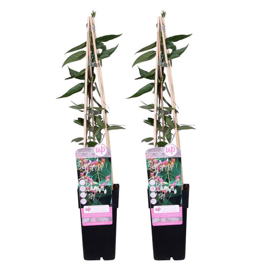  2x Lonicera Henryi – Chèvrefeuille – Plante Grimpante – Persistant – ⌀15 Cm - ↕60-70 Cm