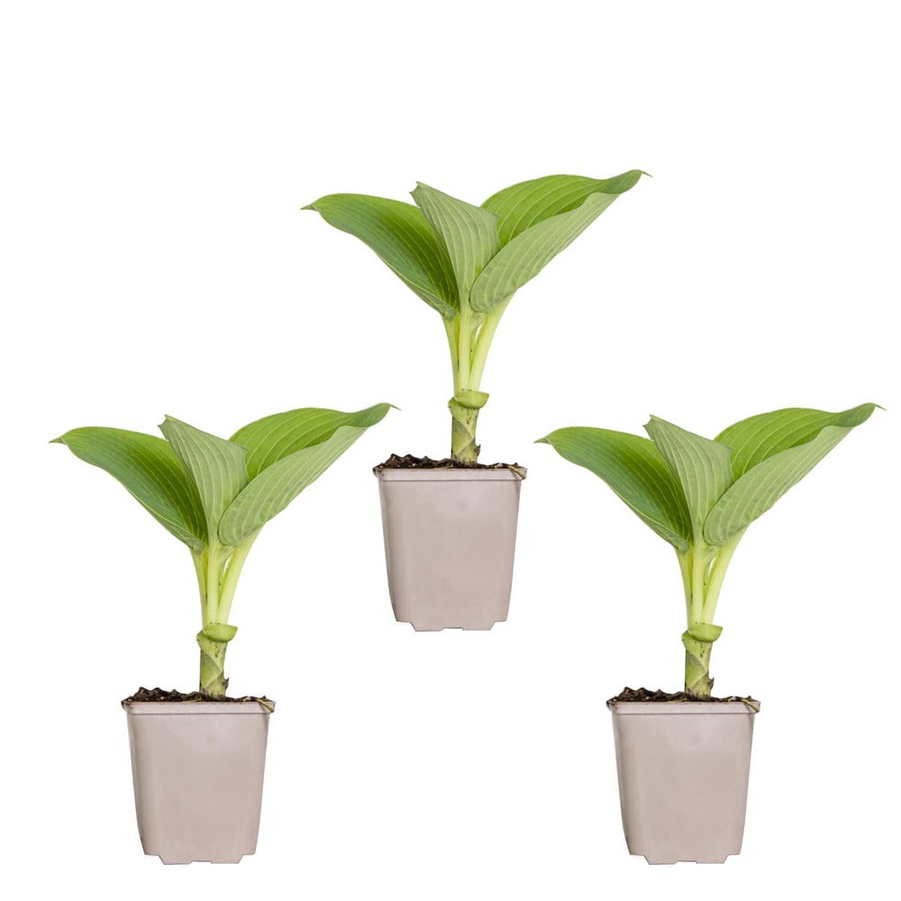  3x Hosta Sieboldiana 'elegans' - Lys Coeur - Vivace - Rustique – ⌀9 Cm - ↕10-15 Cm