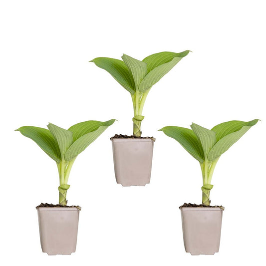  3x Hosta Sieboldiana 'elegans' - Lys Coeur - Vivace - Rustique – ⌀9 Cm - ↕10-15 Cm